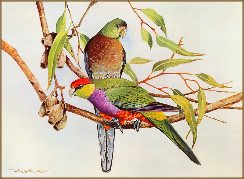 [Eric Shepherd's Beautiful Australian Birds Calendar 2003] Red-Capped Parrot; DISPLAY FULL IMAGE.