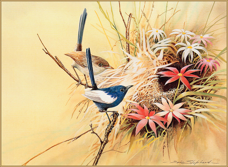 [Eric Shepherd's Beautiful Australian Birds Calendar 2003] White-Winged Fairy Wren; DISPLAY FULL IMAGE.
