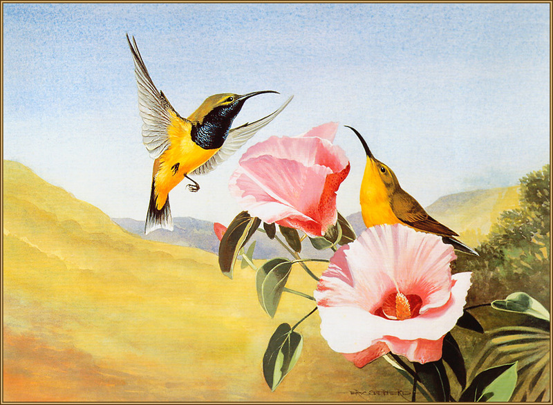 [Eric Shepherd's Beautiful Australian Birds Calendar 2003] Olive-Backed Sunbird; DISPLAY FULL IMAGE.