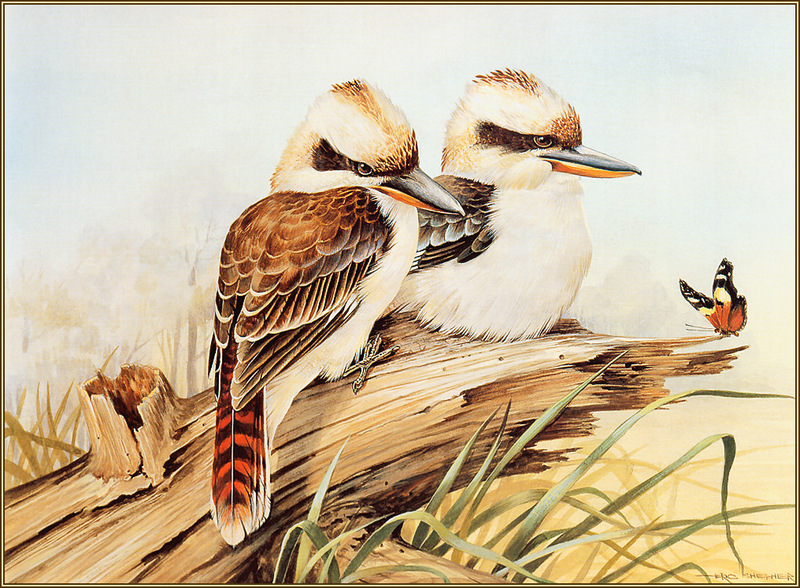 [Eric Shepherd's Beautiful Australian Birds Calendar 2003] Laughing Kookaburra; DISPLAY FULL IMAGE.