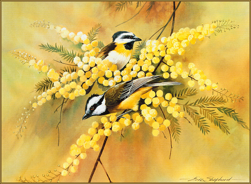 [Eric Shepherd's Beautiful Australian Birds Calendar 2003] Crested Shrike-Tit; DISPLAY FULL IMAGE.