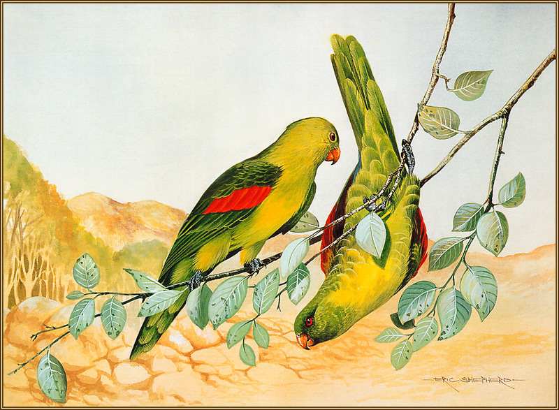 [Eric Shepherd's Beautiful Australian Birds Calendar 2003] Red-Winged Parrot; DISPLAY FULL IMAGE.