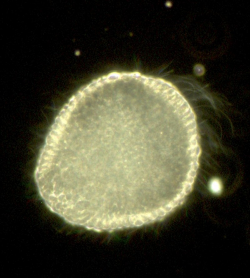 Embryos Tell Story Of Earth's Earliest Animals [ScienceDaily 2006-04-03]; DISPLAY FULL IMAGE.