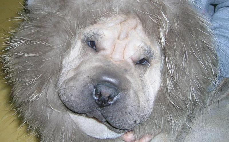 Lion or Dog?; DISPLAY FULL IMAGE.