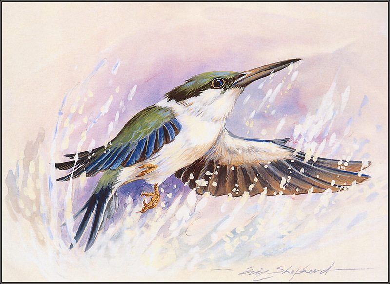 [Eric Shepherd's Australian Birds Calendar 2003] Red-Backed Kingfisher; DISPLAY FULL IMAGE.