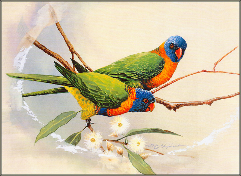 [Eric Shepherd's Australian Birds Calendar 2003] Red-Collared Lorikeet; DISPLAY FULL IMAGE.