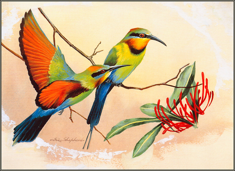 [Eric Shepherd's Australian Birds Calendar 2003] Rainbow Bee-Eater; DISPLAY FULL IMAGE.