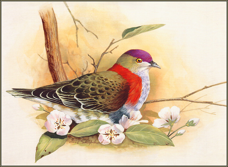 [Eric Shepherd's Australian Birds Calendar 2003] Superb Fruit-Dove, Ptilinopus superbus; DISPLAY FULL IMAGE.