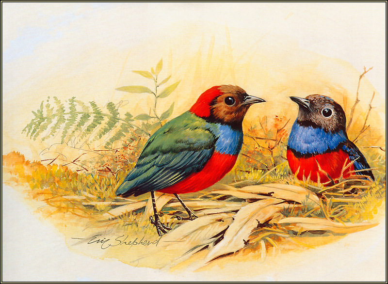 [Eric Shepherd's Australian Birds Calendar 2003] Red-Bellied Pitta; DISPLAY FULL IMAGE.