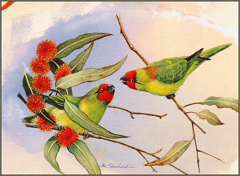 [Eric Shepherd's Australian Birds Calendar 2003] Little Lorikeet; DISPLAY FULL IMAGE.