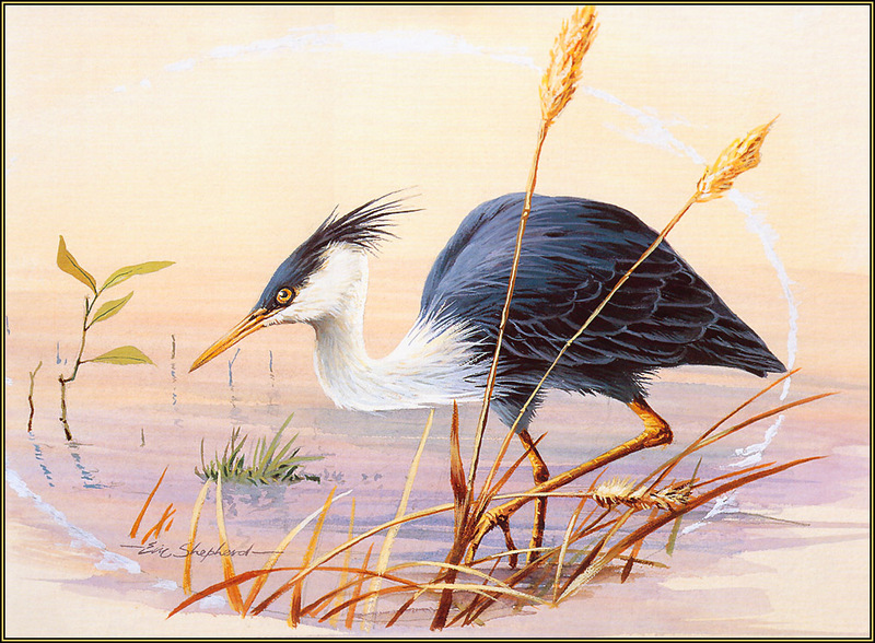 [Eric Shepherd's Australian Birds Calendar 2003] Pied Heron; DISPLAY FULL IMAGE.