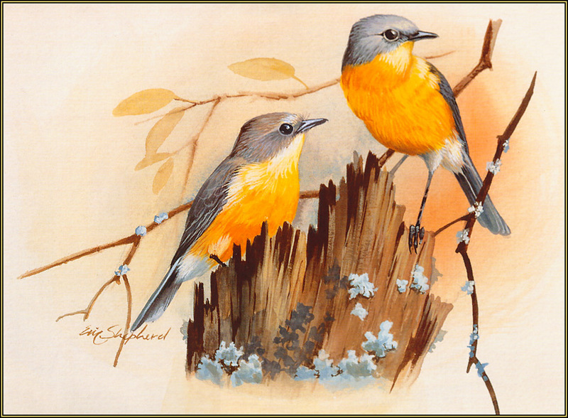 [Eric Shepherd's Australian Birds Calendar 2003] Yellow Robin; DISPLAY FULL IMAGE.