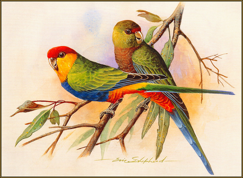 [Eric Shepherd's Australian Birds Calendar 2003] Red-Capped Parrot; DISPLAY FULL IMAGE.