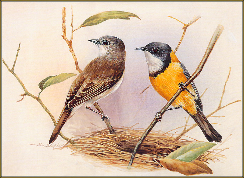 [Eric Shepherd's Australian Birds Calendar 2003] Golden Warbler; DISPLAY FULL IMAGE.