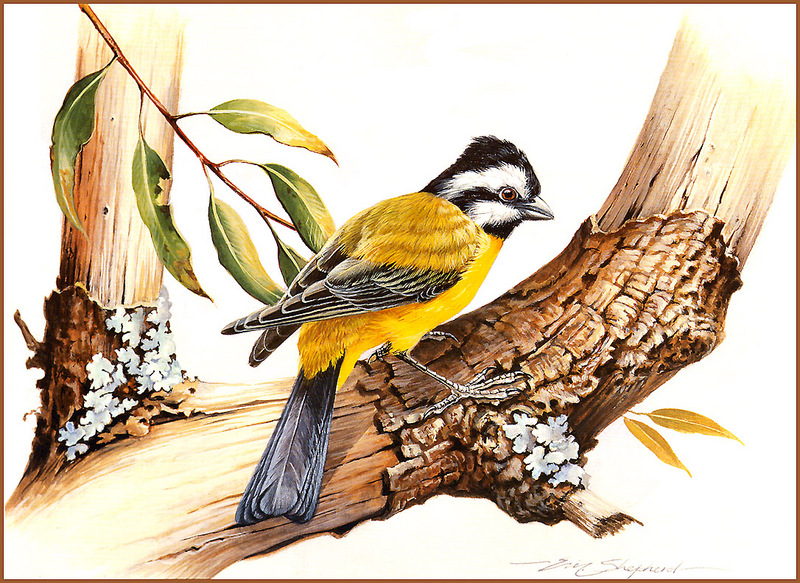 [Eric Shepherd's Beautiful Australian Birds Calendar 2002] Crested Shrike-Tit; DISPLAY FULL IMAGE.