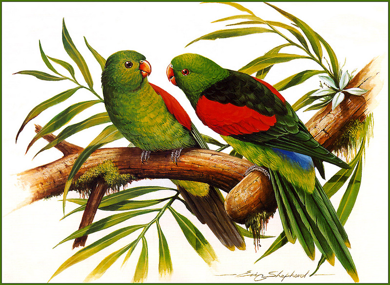 [Eric Shepherd's Beautiful Australian Birds Calendar 2002] Red-Winged Parrot; DISPLAY FULL IMAGE.