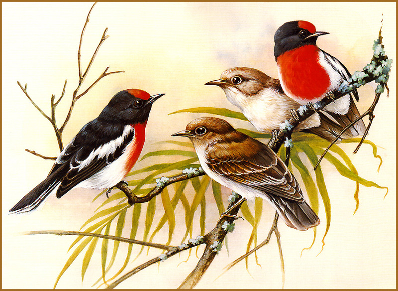 [Eric Shepherd's Beautiful Australian Birds Calendar 2002] Red-Capped Robin; DISPLAY FULL IMAGE.