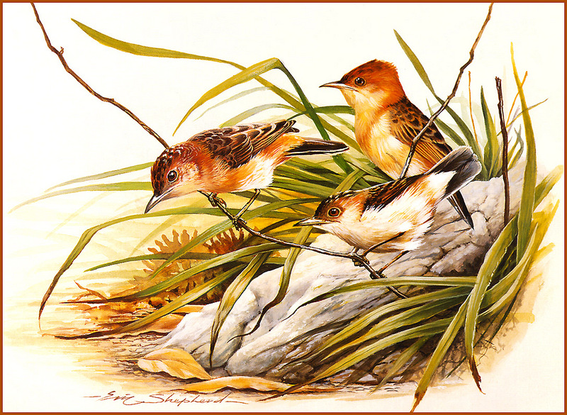 [Eric Shepherd's Beautiful Australian Birds Calendar 2002] Golden-Headed Cysticola; DISPLAY FULL IMAGE.