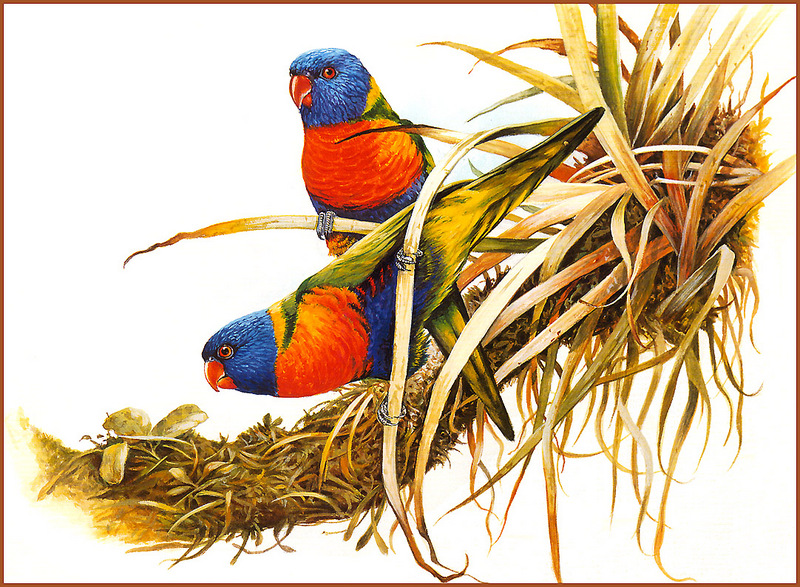 [Eric Shepherd's Beautiful Australian Birds Calendar 2002] Rainbow Lorikeet; DISPLAY FULL IMAGE.