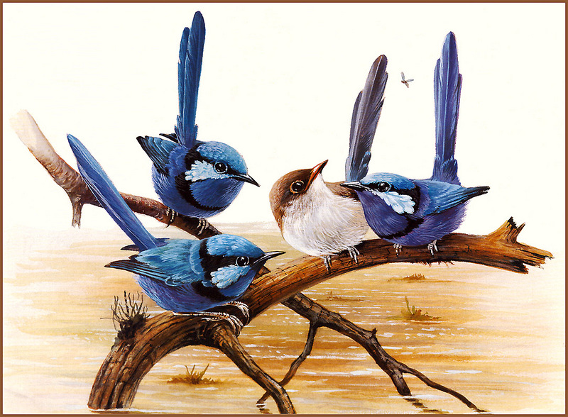 [Eric Shepherd's Beautiful Australian Birds Calendar 2002] Splendid Wren; DISPLAY FULL IMAGE.