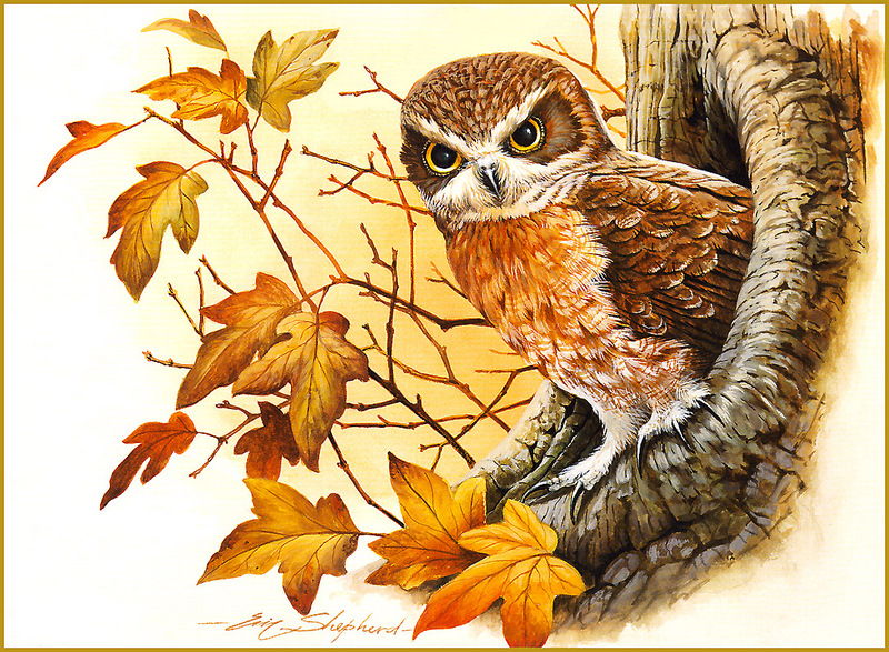[Eric Shepherd's Beautiful Australian Birds Calendar 2002] Owl; DISPLAY FULL IMAGE.