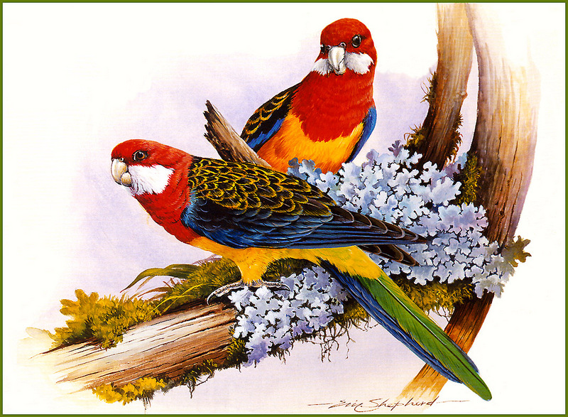 [Eric Shepherd's Beautiful Australian Birds Calendar 2002] Eastern Rosella; DISPLAY FULL IMAGE.