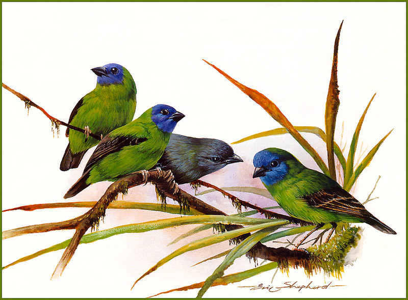 [Eric Shepherd's Beautiful Australian Birds Calendar 2002] Blue-Faced Finch; DISPLAY FULL IMAGE.