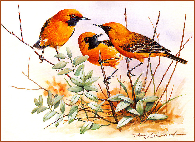 [Eric Shepherd's Beautiful Australian Birds Calendar 2002] Orange Chats; DISPLAY FULL IMAGE.