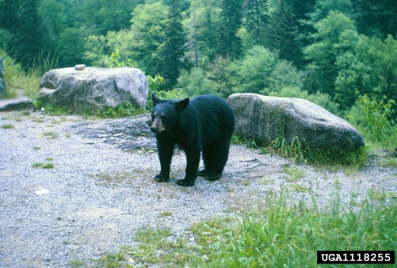 American Black Bear (Ursus americanus) {!--아메리카흑곰-->; DISPLAY FULL IMAGE.