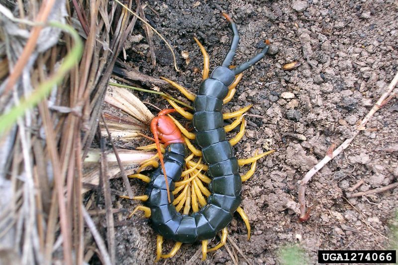 Giant Centipede (Scolopendra sp.) {!--왕지네, 오공(蜈蚣)-->; DISPLAY FULL IMAGE.