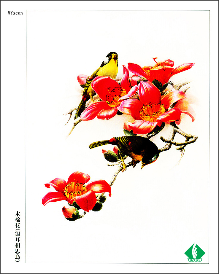 [WY scan] Zeng Xiao Lian - 木棉花(銀耳相思鳥); Image ONLY