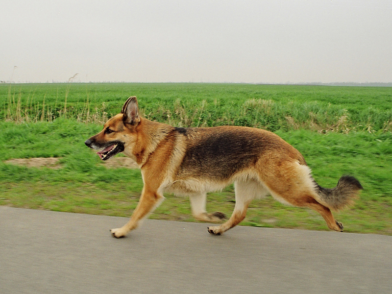 Dog German Shepherd; DISPLAY FULL IMAGE.