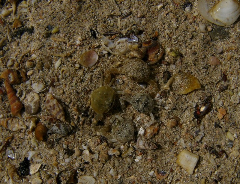 tiny crabs; DISPLAY FULL IMAGE.