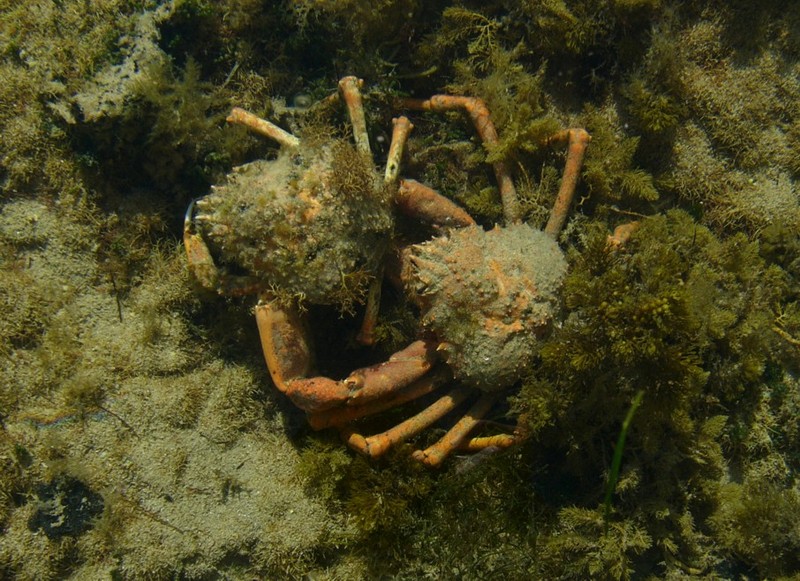 spider crabs; DISPLAY FULL IMAGE.