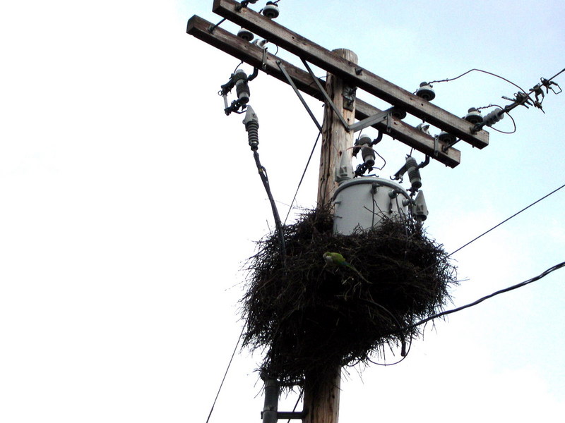 parrot nest; DISPLAY FULL IMAGE.