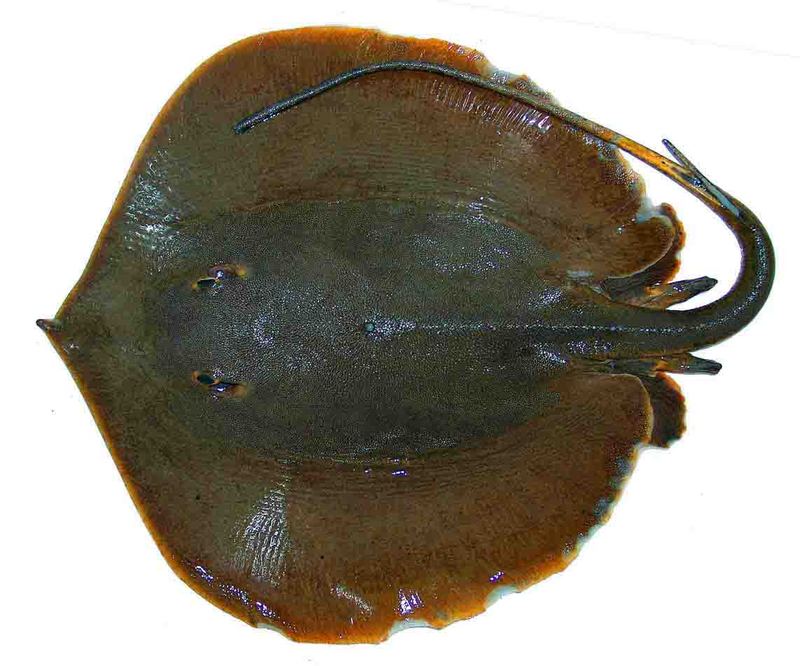 New Singray from Maeklong River [siamensis.org 2006-04-12]; DISPLAY FULL IMAGE.
