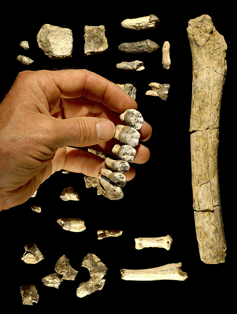 Hominid Fossils From Ethiopia Link Apemen To More Distant Human