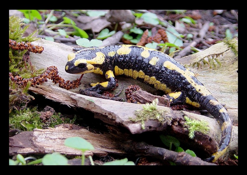 Salamander; DISPLAY FULL IMAGE.