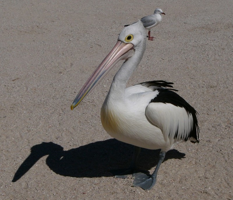 Australian Pelican and friend 1; DISPLAY FULL IMAGE.