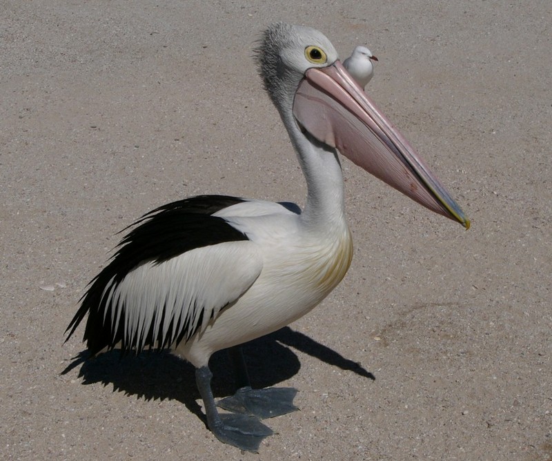 Australian Pelican and friend 2; DISPLAY FULL IMAGE.