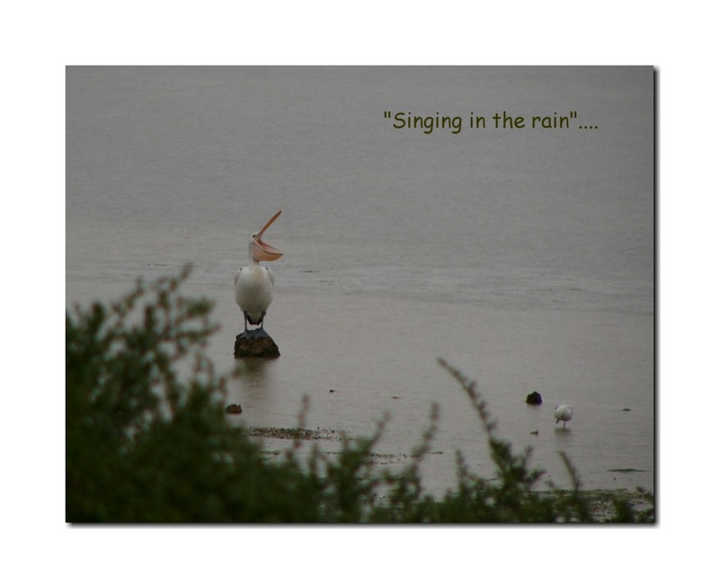 Australian Pelican - Singing in the rain...; DISPLAY FULL IMAGE.