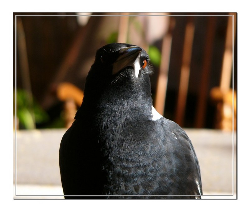 Australian Magpie; DISPLAY FULL IMAGE.