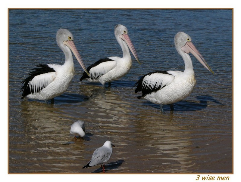 Australian Pelicans; DISPLAY FULL IMAGE.
