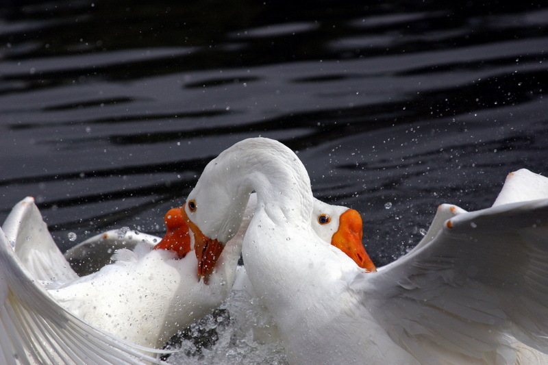 Fighting Swan Geese; DISPLAY FULL IMAGE.