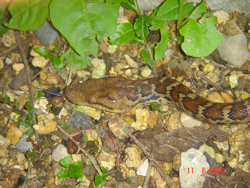 Epicrates striatus striatus (Dominican Boa, Boa Hispaniola) Dominican Republic; DISPLAY FULL IMAGE.