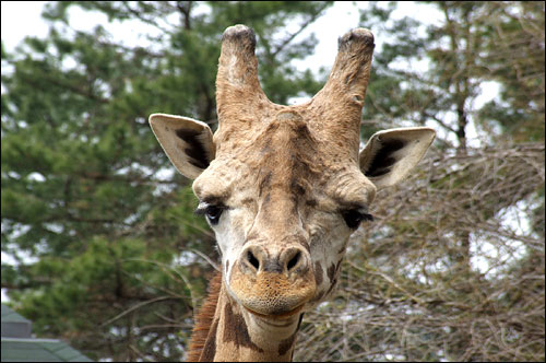 funny face, giraffe