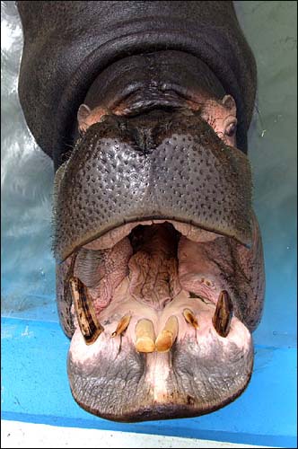 funny face, hippo
