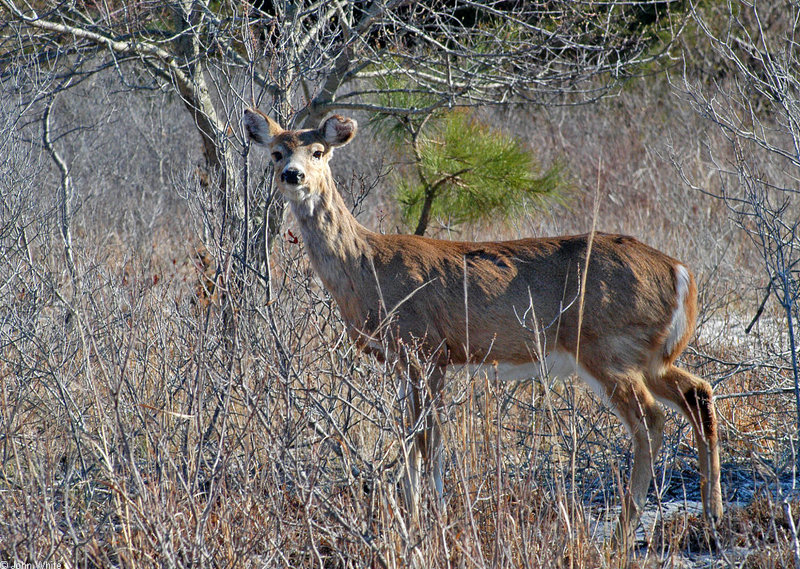 White-tailed Deer; DISPLAY FULL IMAGE.