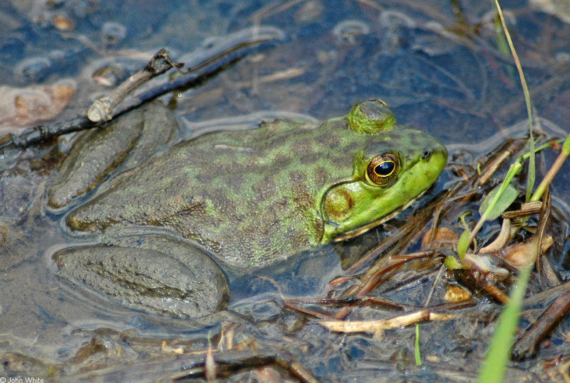 Bullfrog (Rana catesbeiana); DISPLAY FULL IMAGE.