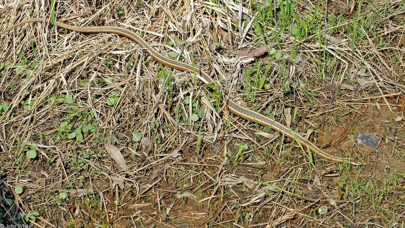 Eastern Ribbon Snake (Thamnophis sauritus sauritus) 305; DISPLAY FULL IMAGE.